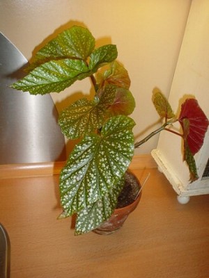 Begonia Argento Guttata.jpg