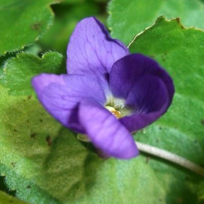 Duftveilchen viola odorata4.JPG