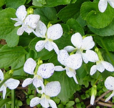 PfingstveilchenViola sororia 'Freckles' (4).JPG