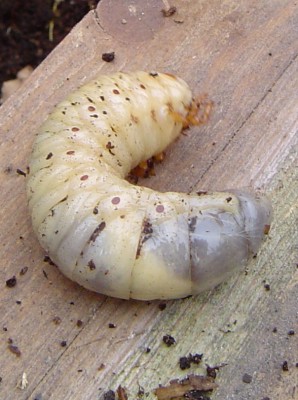 Tiere im Garten 003.jpg