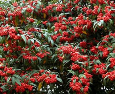 CotoneasterCornubiaIN.JPG