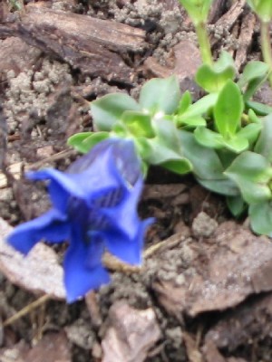 gentiana_acaulis.jpg