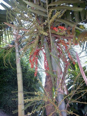 lumbung palme 1.jpg