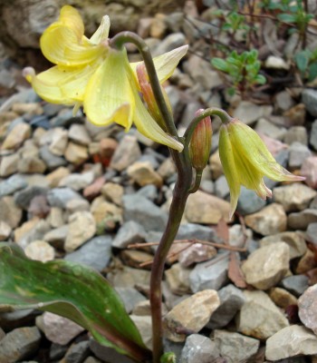 04.04.2008 erythronium1.jpg