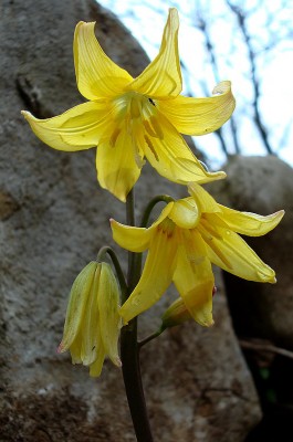 04.04.2008 erythronium.jpg