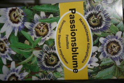 Passionsblume.JPG