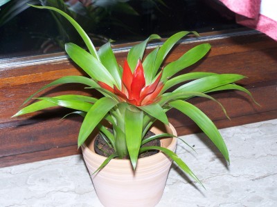 Bromelia 001.jpg