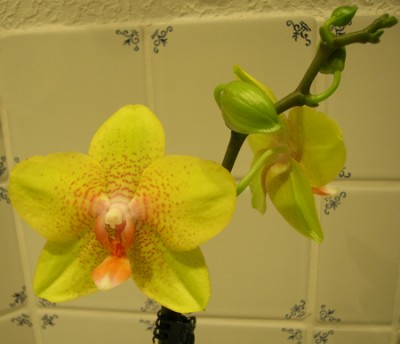 Phalaenopsis_3.jpg