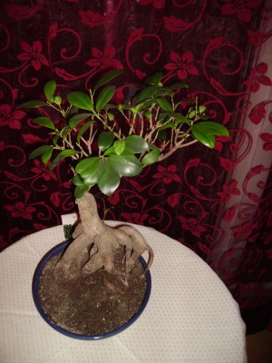 Bonsai 01.jpg