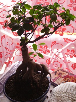 Bonsai 01 neu.jpg