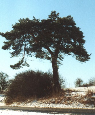 Waldkiefer - Pinus silvestris - 6 Jan.JPG