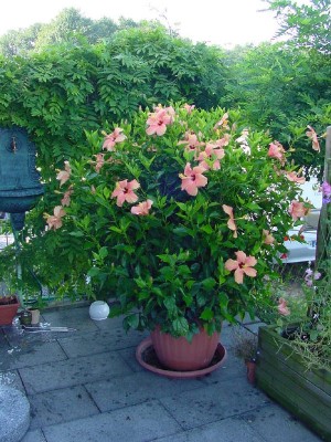 Hibiskus mit Blüten.jpg