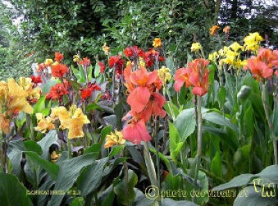 Canna indica-Gruppen.jpg