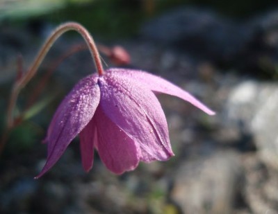 aquilegia ecalcarata 351.jpg