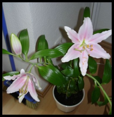 Lilien - Mai.jpg