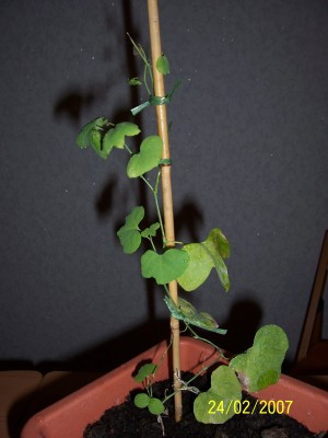 Gespensterpflanze 24-02-2007.JPG