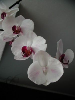 Phalaenopsis Happy Girl Pic06 Missbildung.jpg