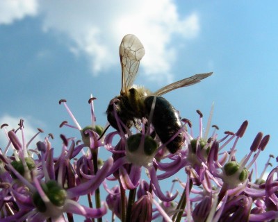 Bienchen 3 w.jpg