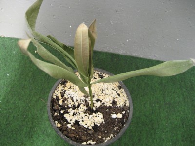 oleander.JPG