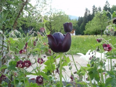 queen tulipa1.jpg