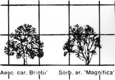 Baumgrößen2.jpg