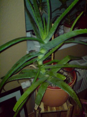 aloe 002.jpg