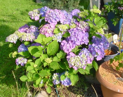 Hortensie 010707 links.jpg