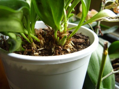 Masdevallia.JPG