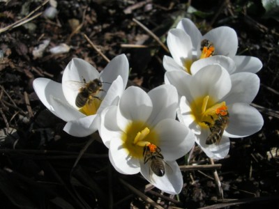 crocusvierbienen.JPG