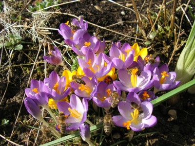 crocuskuppel.JPG