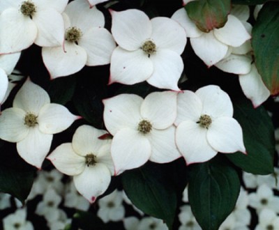 Cornus kousa chinensis3.jpg