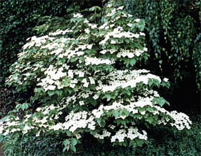 Cornus kousa chinensis1.jpg