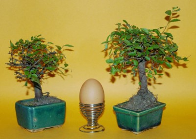 baumarkt-bonsai.jpg