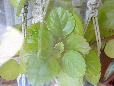 Harfenstrauch plectranthus verticillatus.JPG