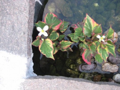 Wasserpflanze weiß blüht.jpg