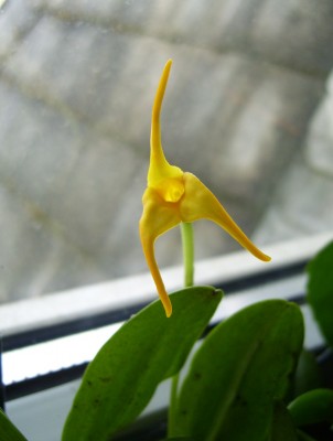 Masdevallia (3).JPG