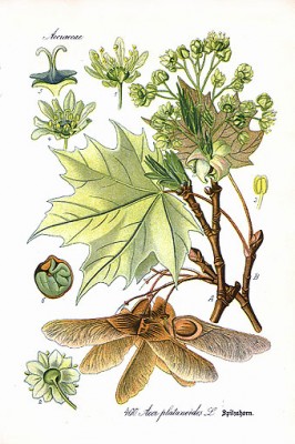 th.acer.platanoides.jpg