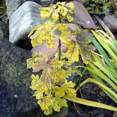 Feldahorn - Acer campestre.JPG