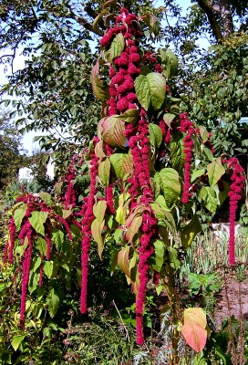 2006-10-18Amaranthus02.jpg