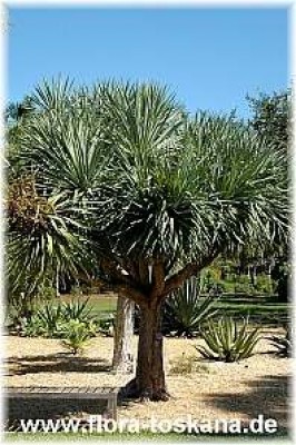 dracaena_draco_-_191006.jpg