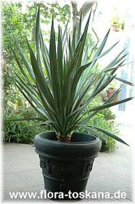 dracaena_draco_1_-_150507.jpg