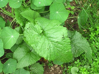 phlomis tuberosis nn..jpg