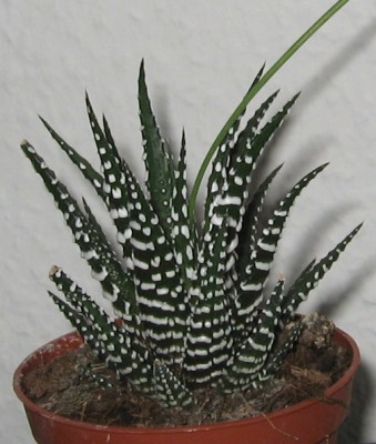 Haworthia 3.JPG