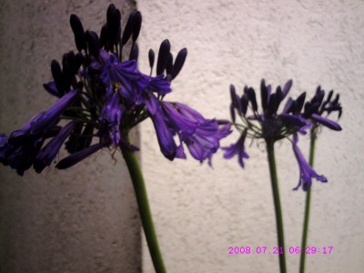 Agapanthus Blüten.JPG