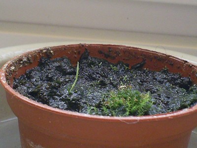 Sarracenia leucophylla (2006).jpg