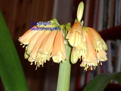 clivia und kakteen-frucht 001.jpg