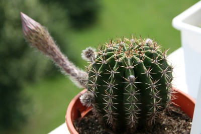 echinopsis.jpg