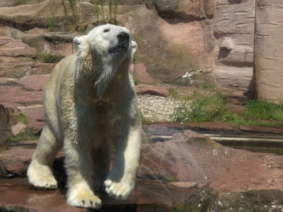 Zoo Nürnberg 051.jpg