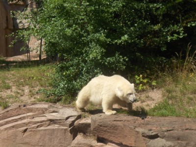 Zoo Nürnberg 102.jpg