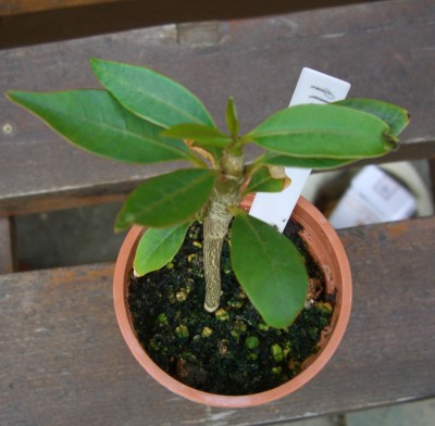 Plumeria rubra var. Lutea.JPG